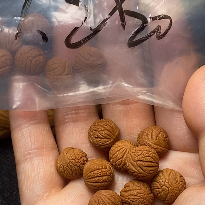 吊坠桃核秦岭山野生桃核