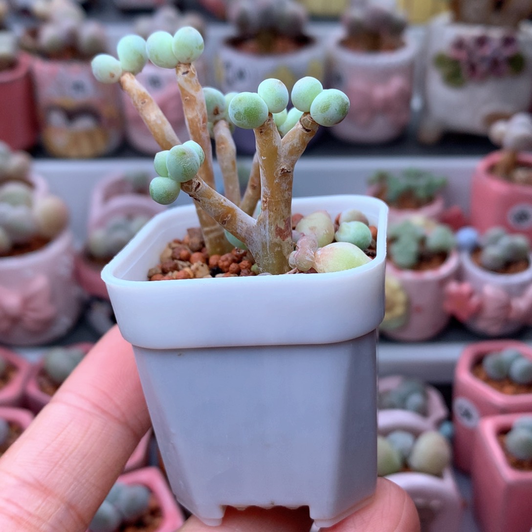 苹果奶酪带花盆发货