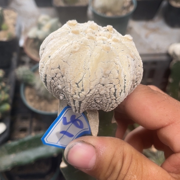 三角嫁接高龙海星都1 8号