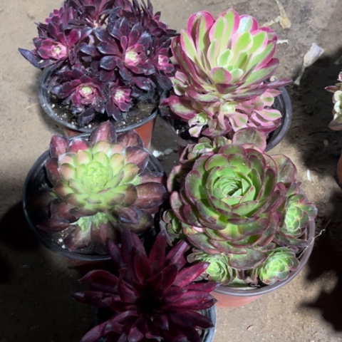 742多肉植物组合