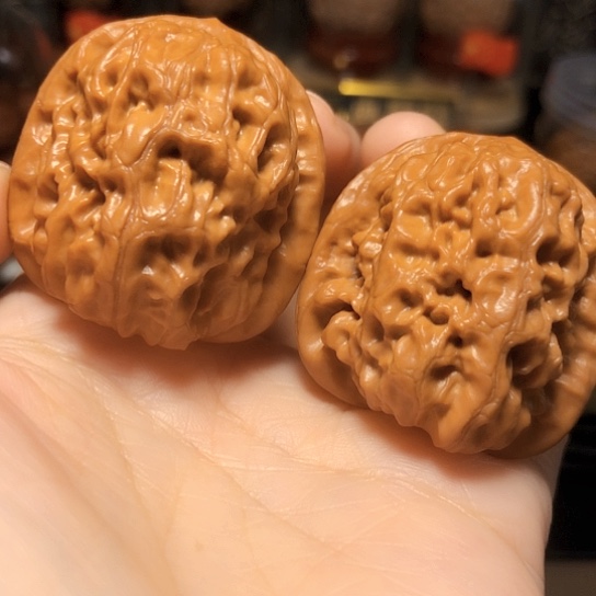 精品野生：平谷霸王