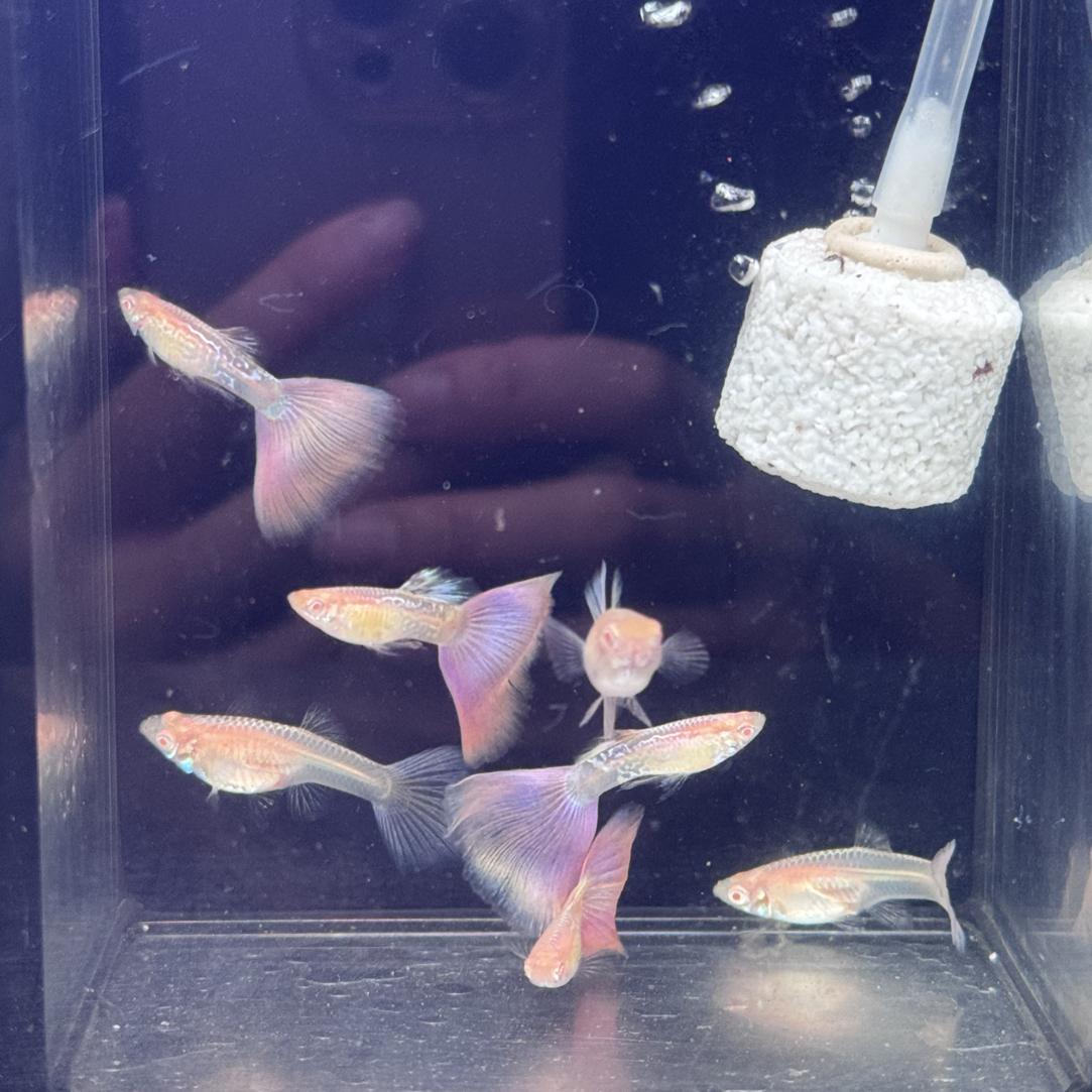 樱花粉孔雀鱼仙气飘飘漂亮小鱼