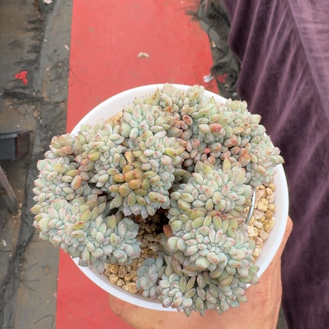 13厘米的尺寸一物一拍的