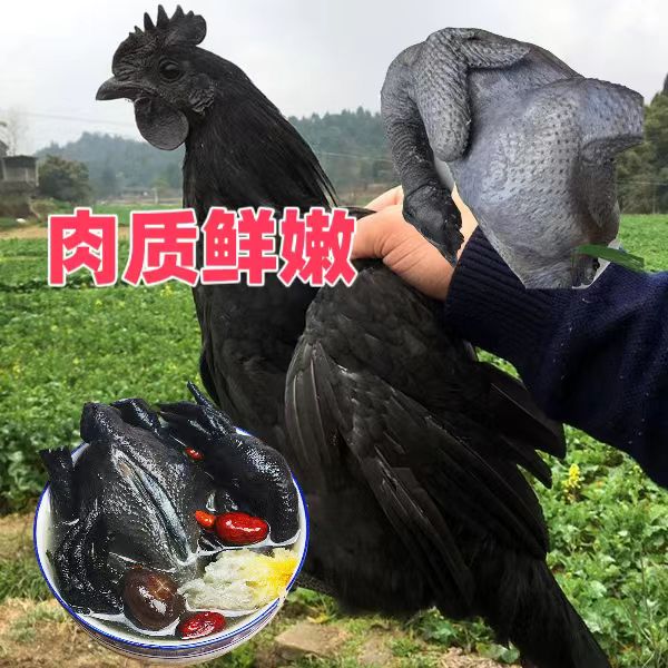 散养五黑鸡 肉质鲜美