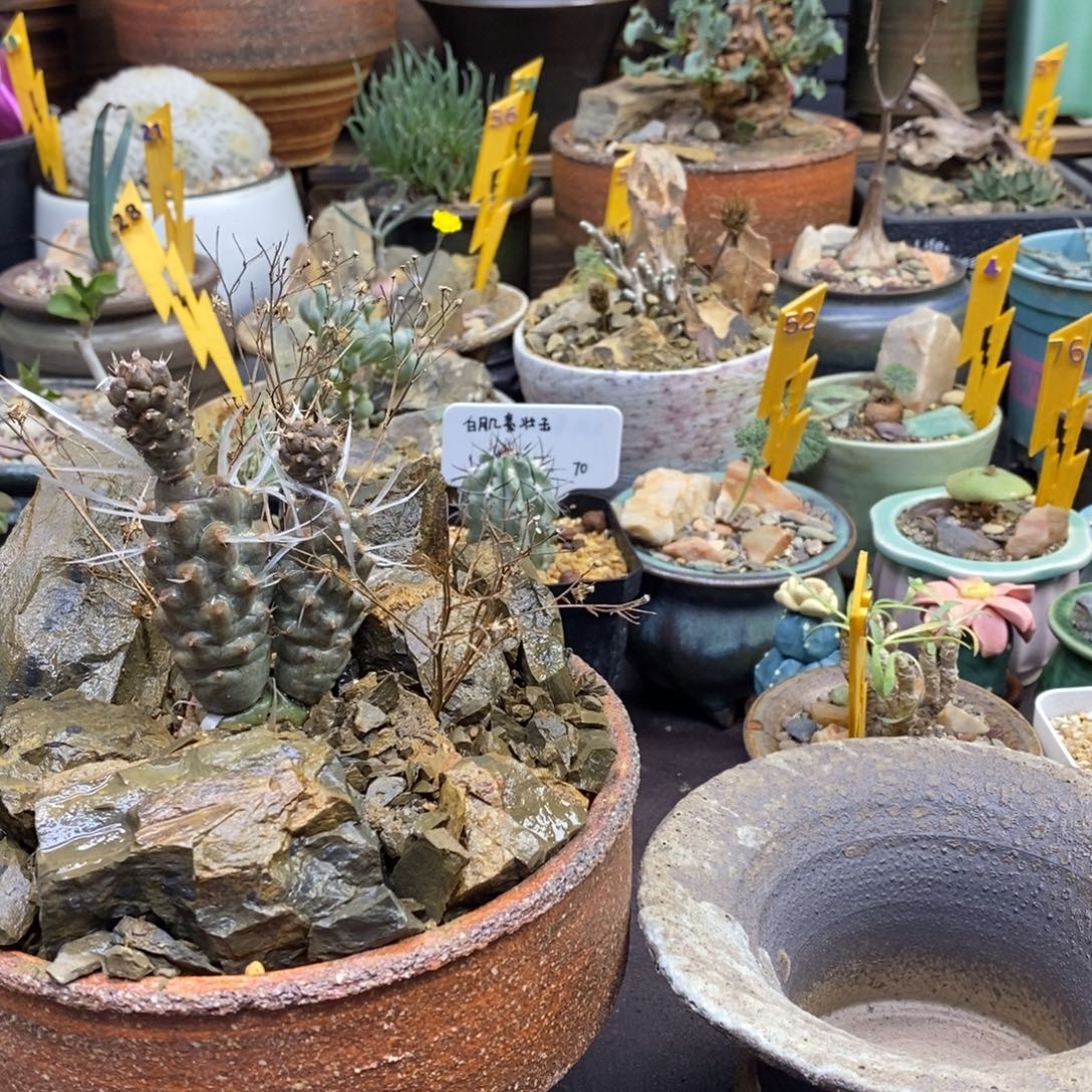 恶***牌纸刺武藏野带两个盆