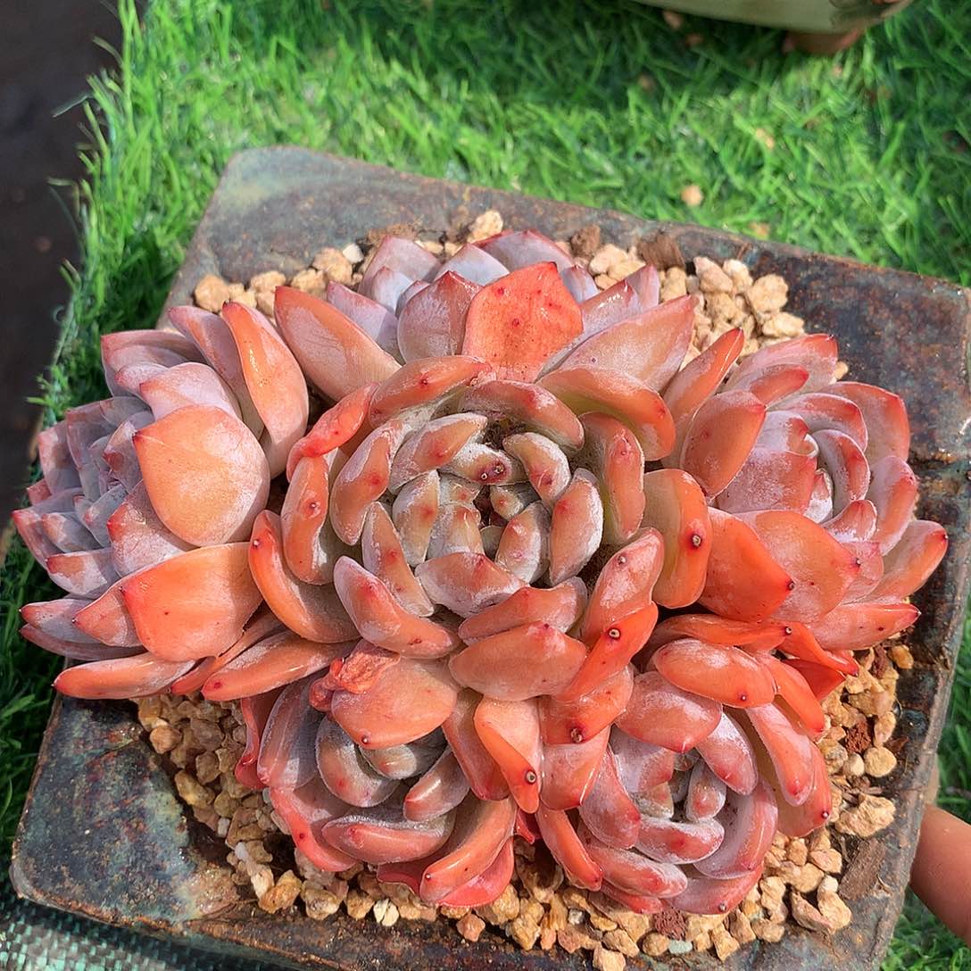 星影捧花15公分一物一拍
