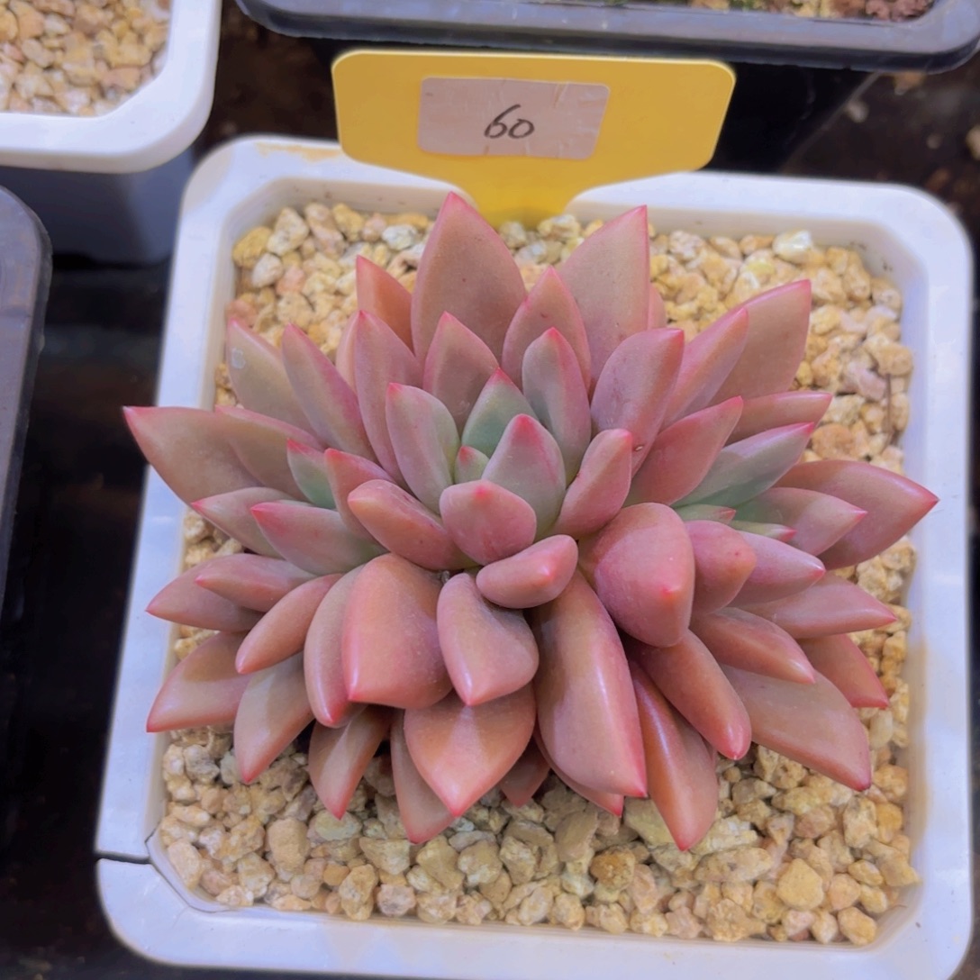 梨***雪云南金致家精品多肉