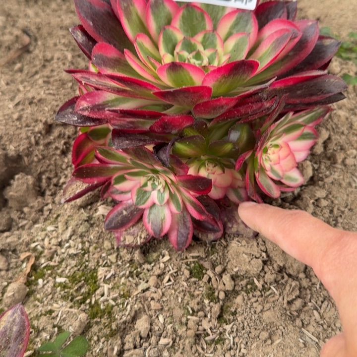 9057二号棚倾城多肉L