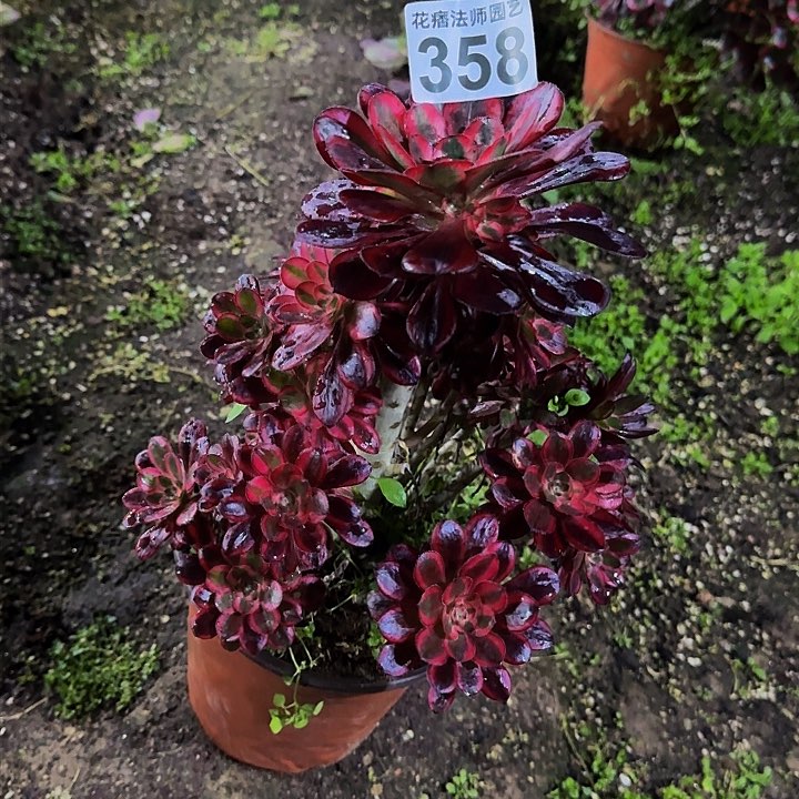 红陶丽娜35800000