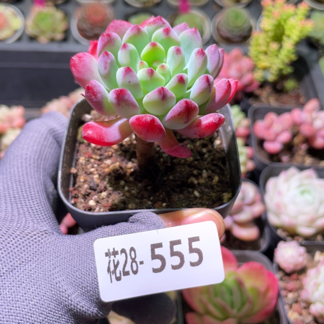 花利美28-555蓝苹果