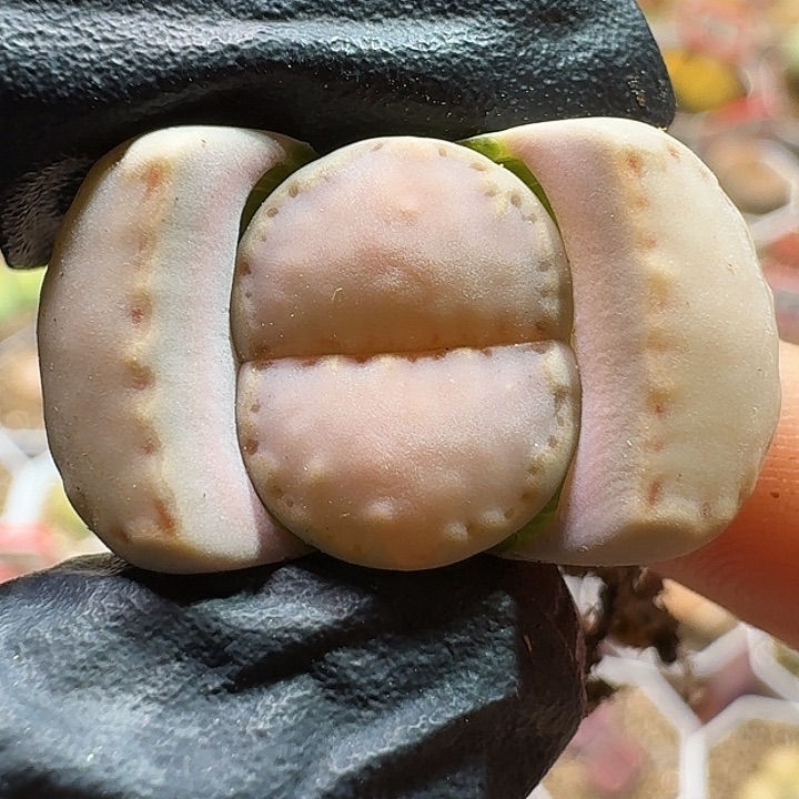 生石花1111112。  266