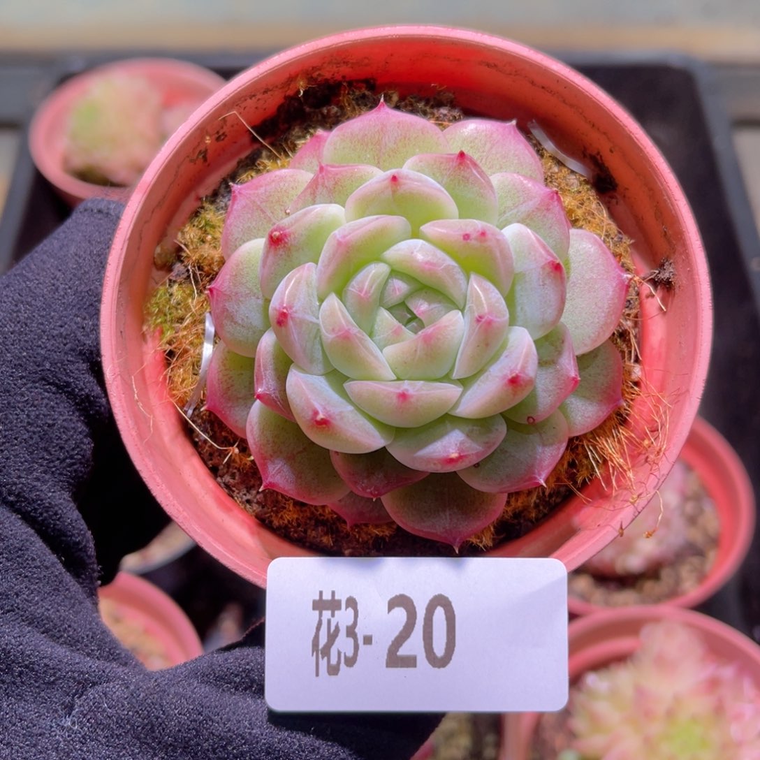 花利美3-20新品单头