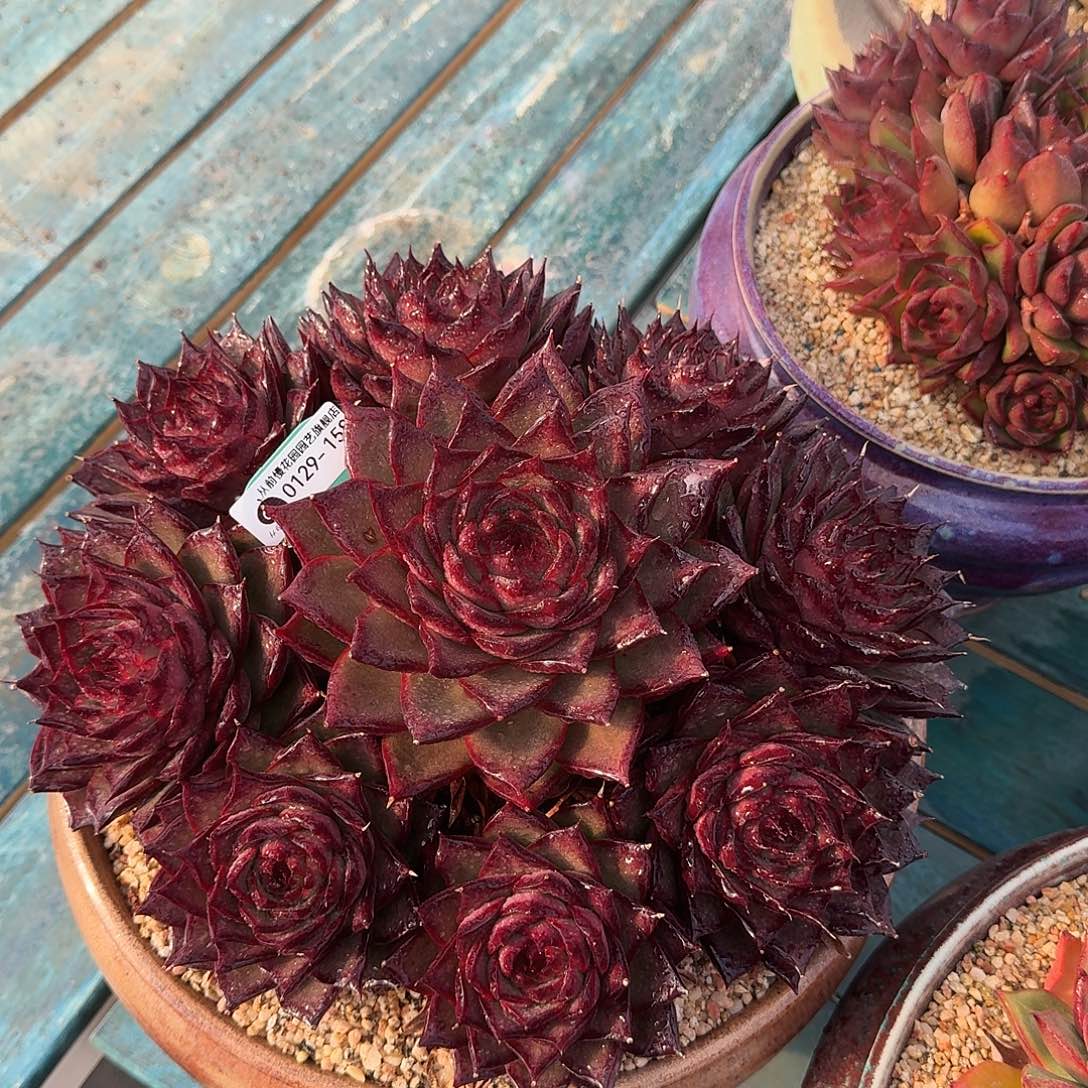 从前慢花园多肉0129-158