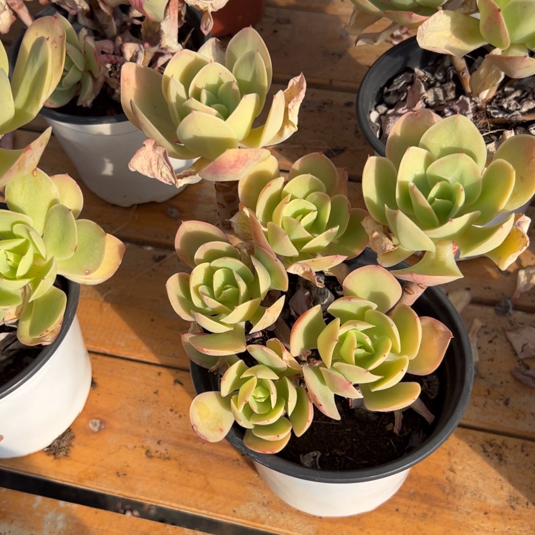 多肉骑兵碧桃【非偏远地区满18包邮】