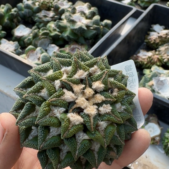 2442盾牌黑牡丹锦