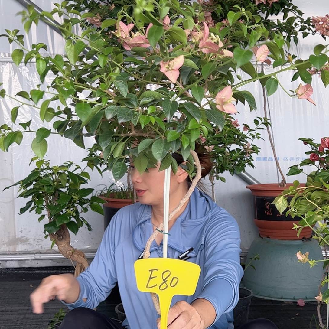 当前无花栽培后可以开花遇**月E80卡雅塔