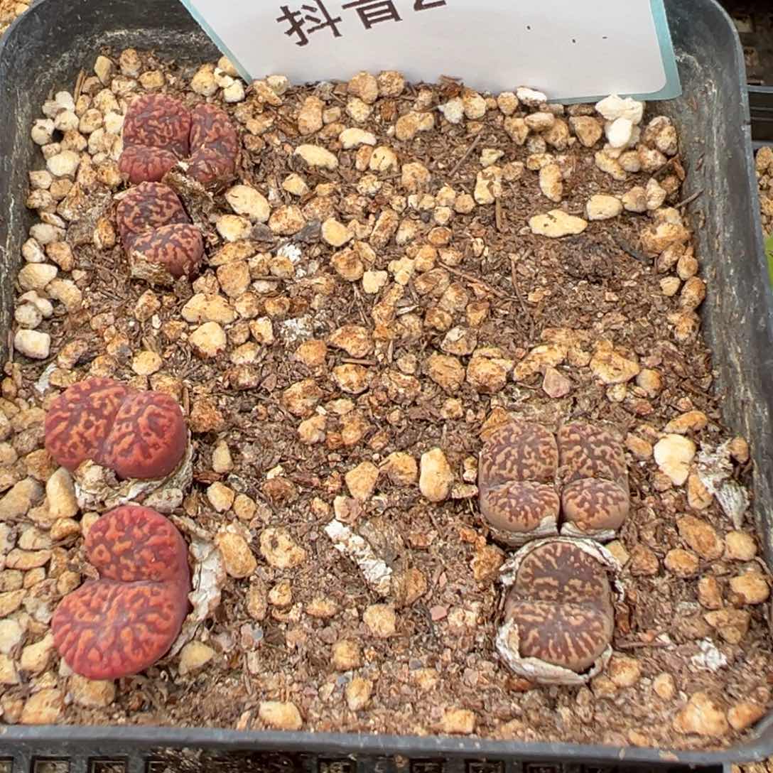 2-02肉锥多肉植物，