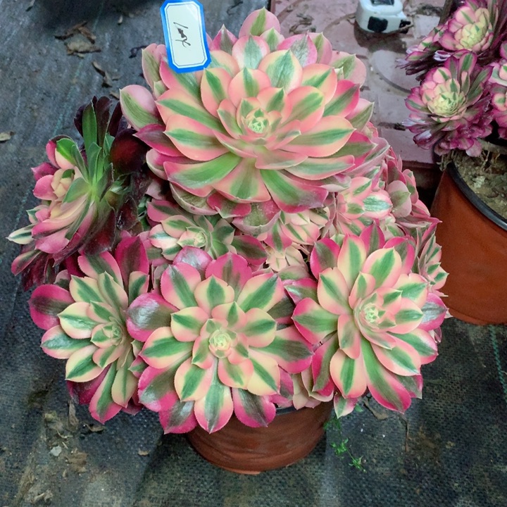 1004粉女巫多肉111111