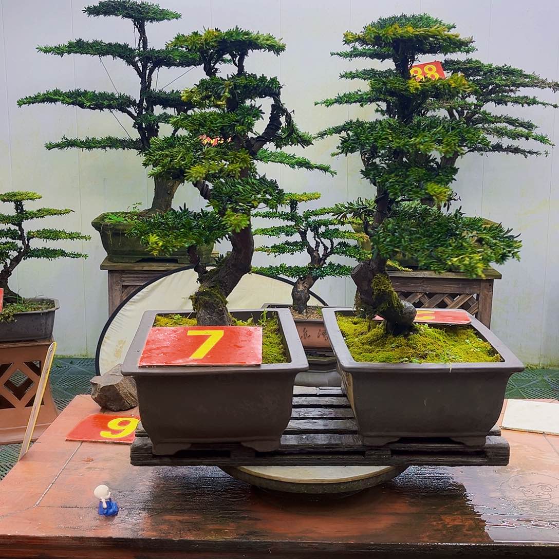 无花朵罗汉松一物一拍