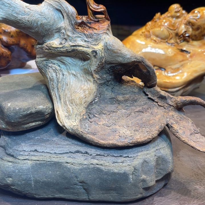 崖柏1111111111111111111