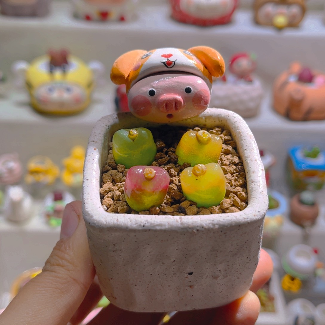 031高端多肉带盆土一套58