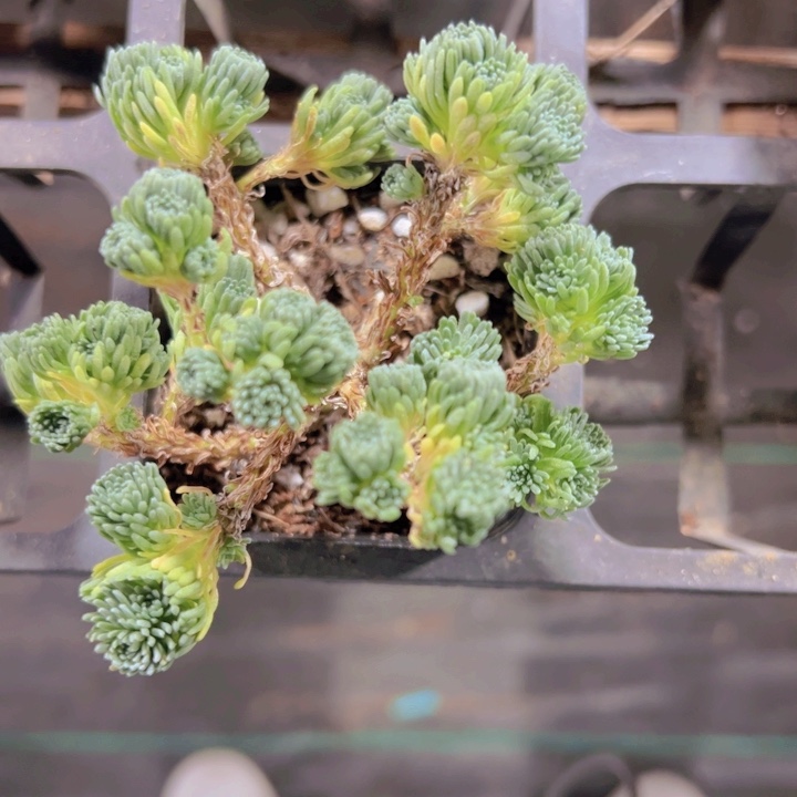 球松精品多肉植物