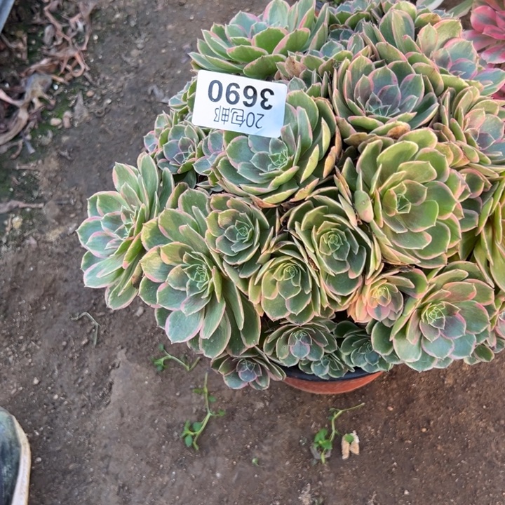 多肉植物3690种植物