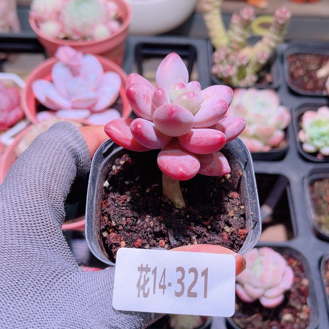 花14-321苹果奶单头