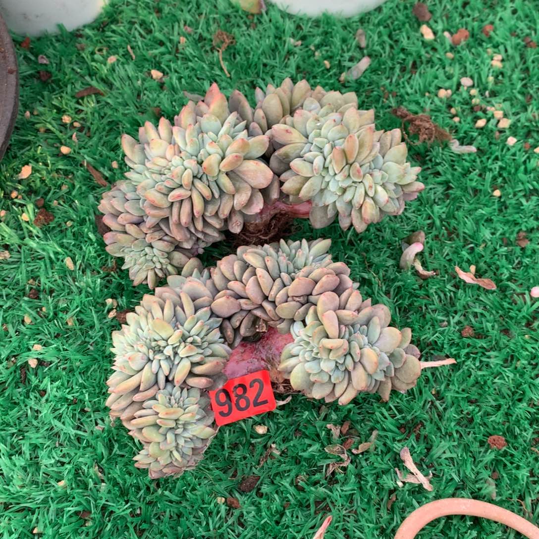 982橙子1111111111111