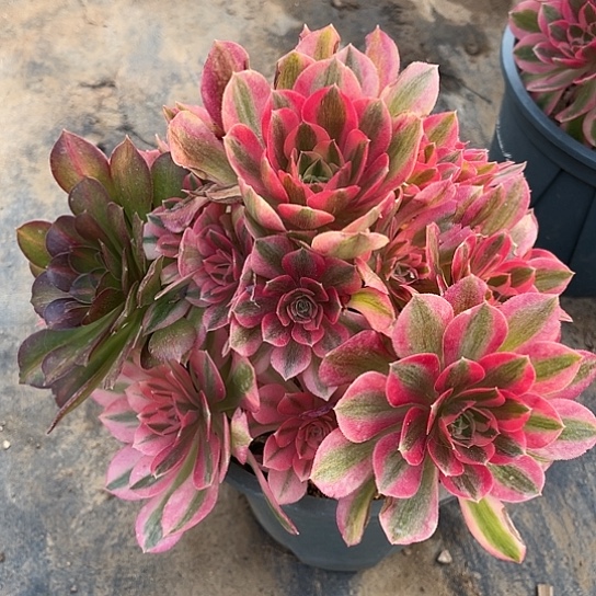 多肉植物粉女朗11号