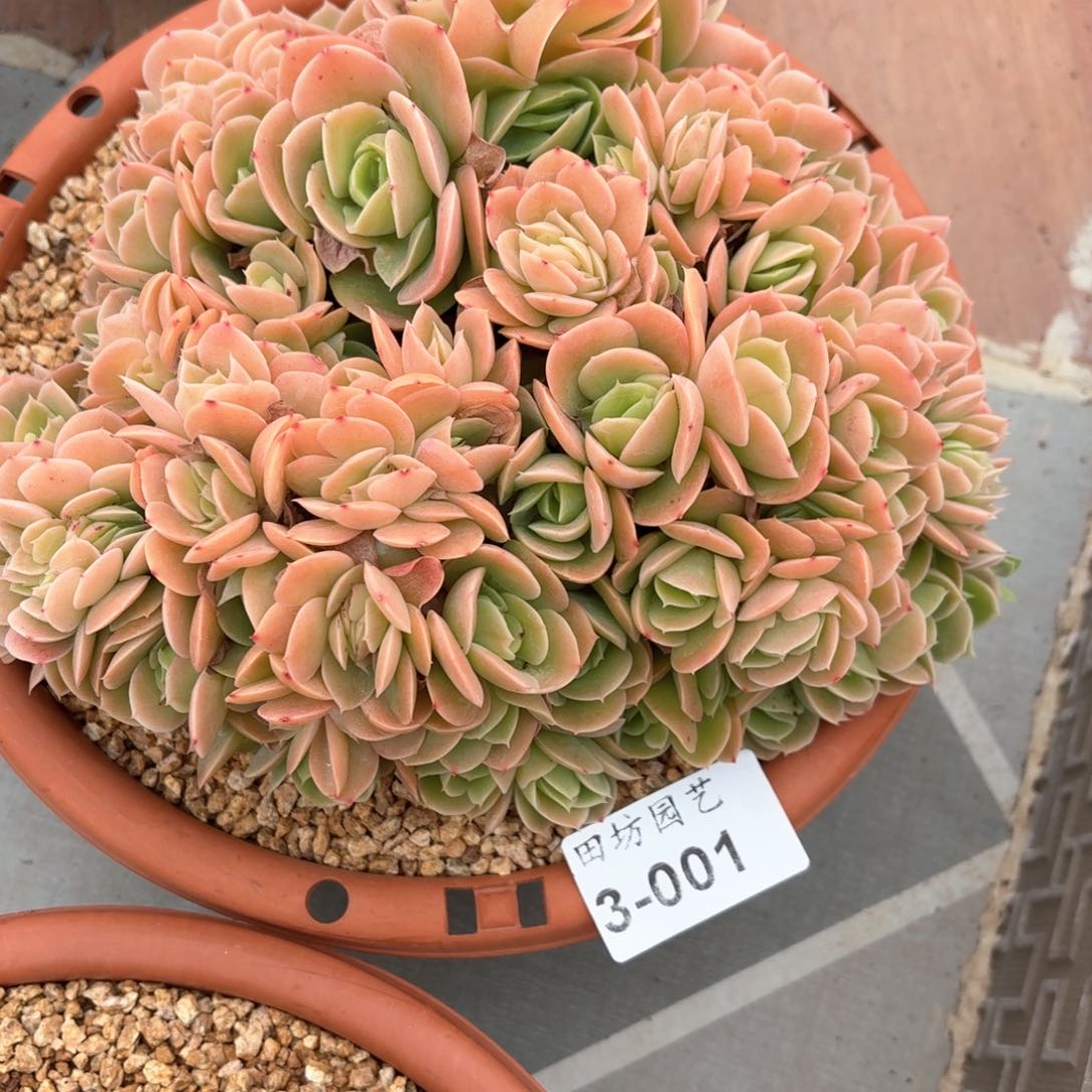 d****l.03.001星那塔缀化