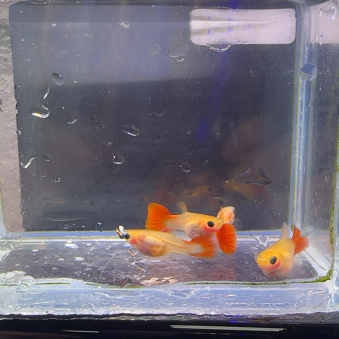 黑玛丽鱼银河C。41号