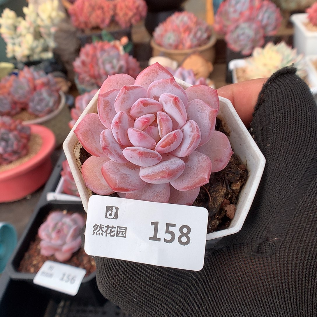 158星星橙多肉植物6666