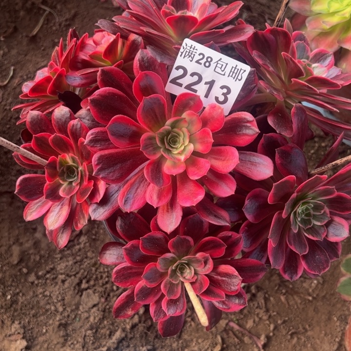 2213婚纱特价有干巴多肉植物