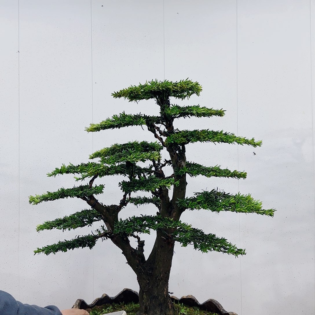 黄****加盆景制作过程非常