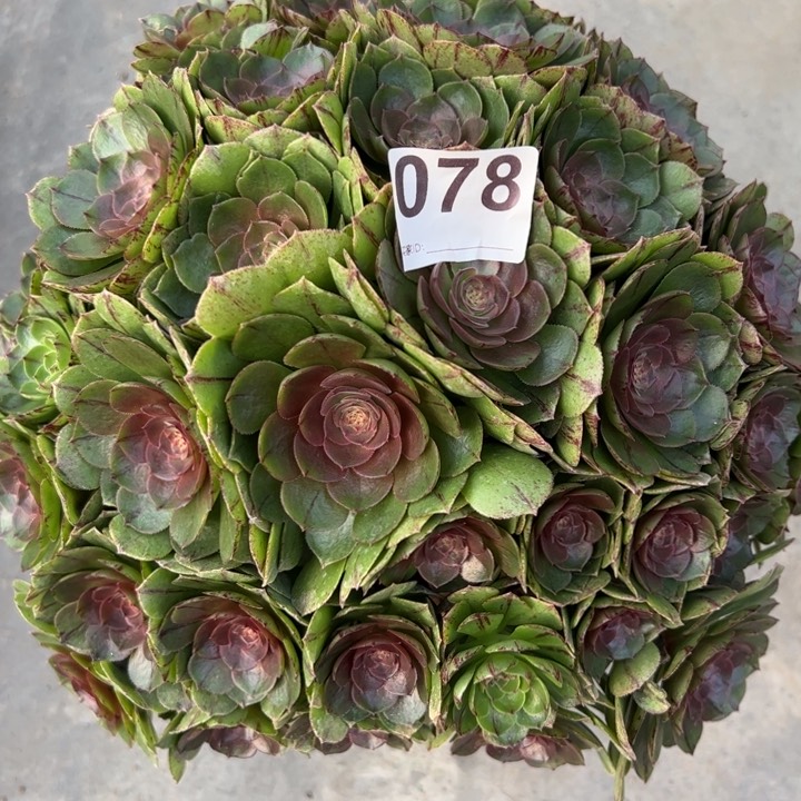 078万拉丝32厘米左右朵朵