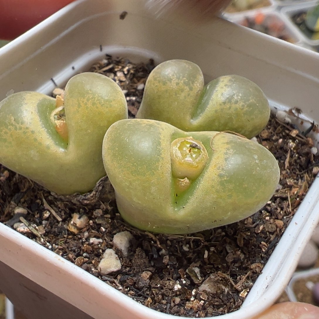 风铃群多肉植物百科