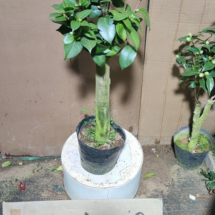 512十八学士，原盆原土发货，不包邮