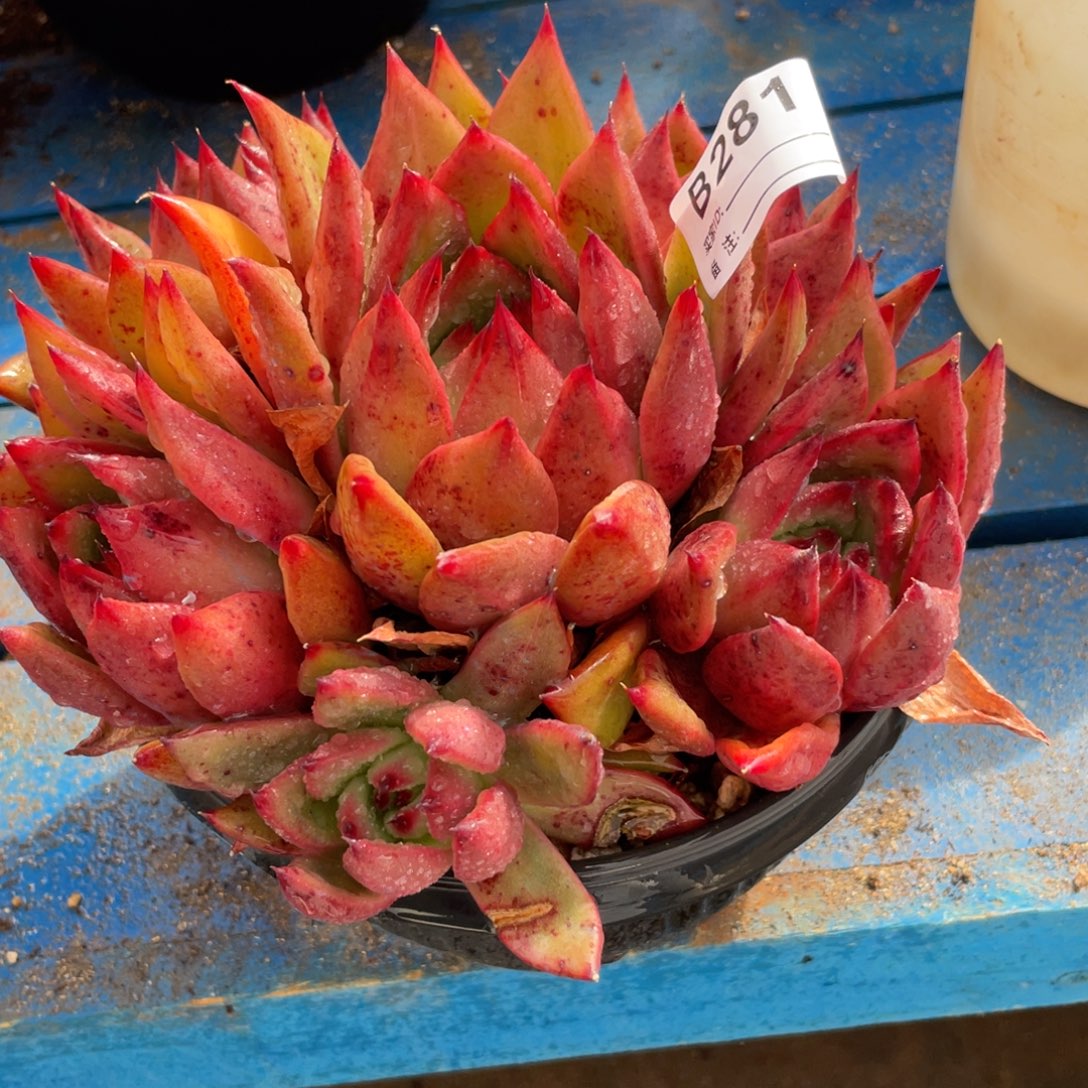 无花朵若茹东云单拍B281