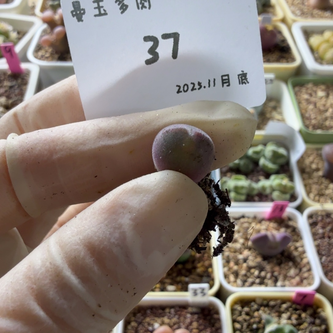 污****多肉多肉多肉11-037