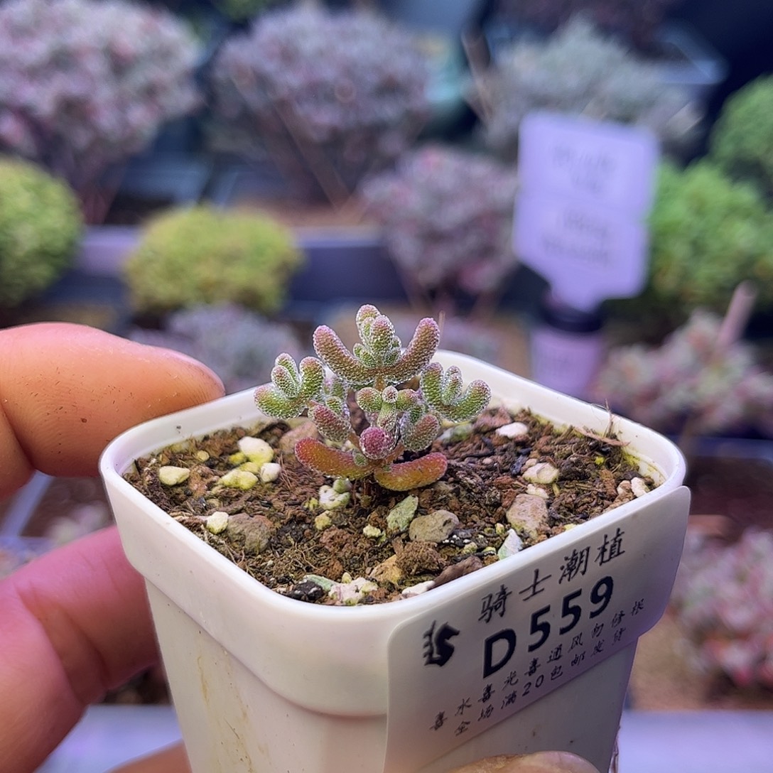 559实生优选小冰晶越2厘米高