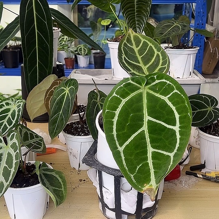 无花朵华丽水晶花烛一拍一拍