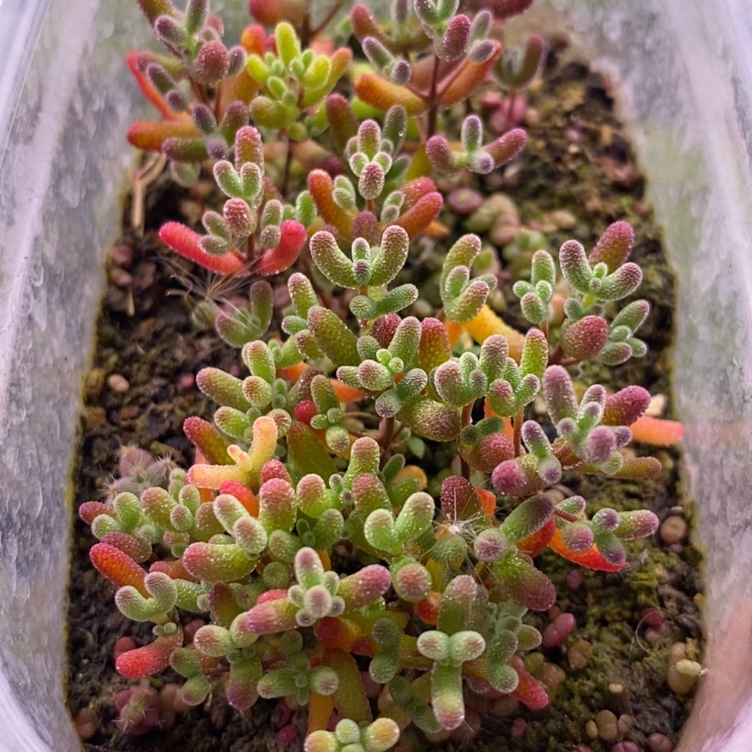 818混合小苗。有一颗糖球锦。  