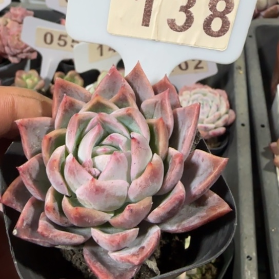 138落樱一物一拍多肉