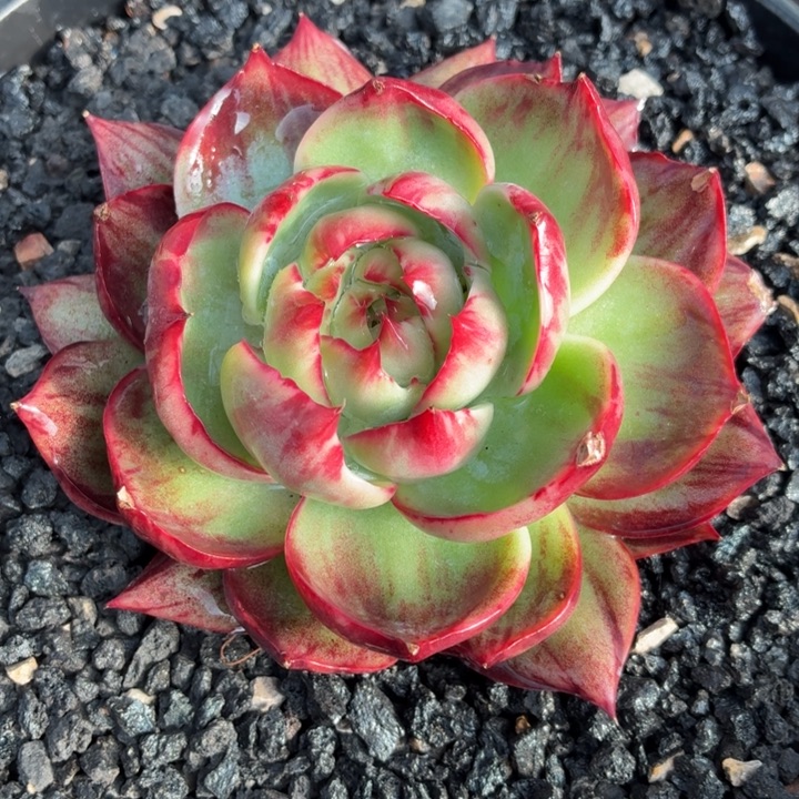 开播福利惊鸿仙子