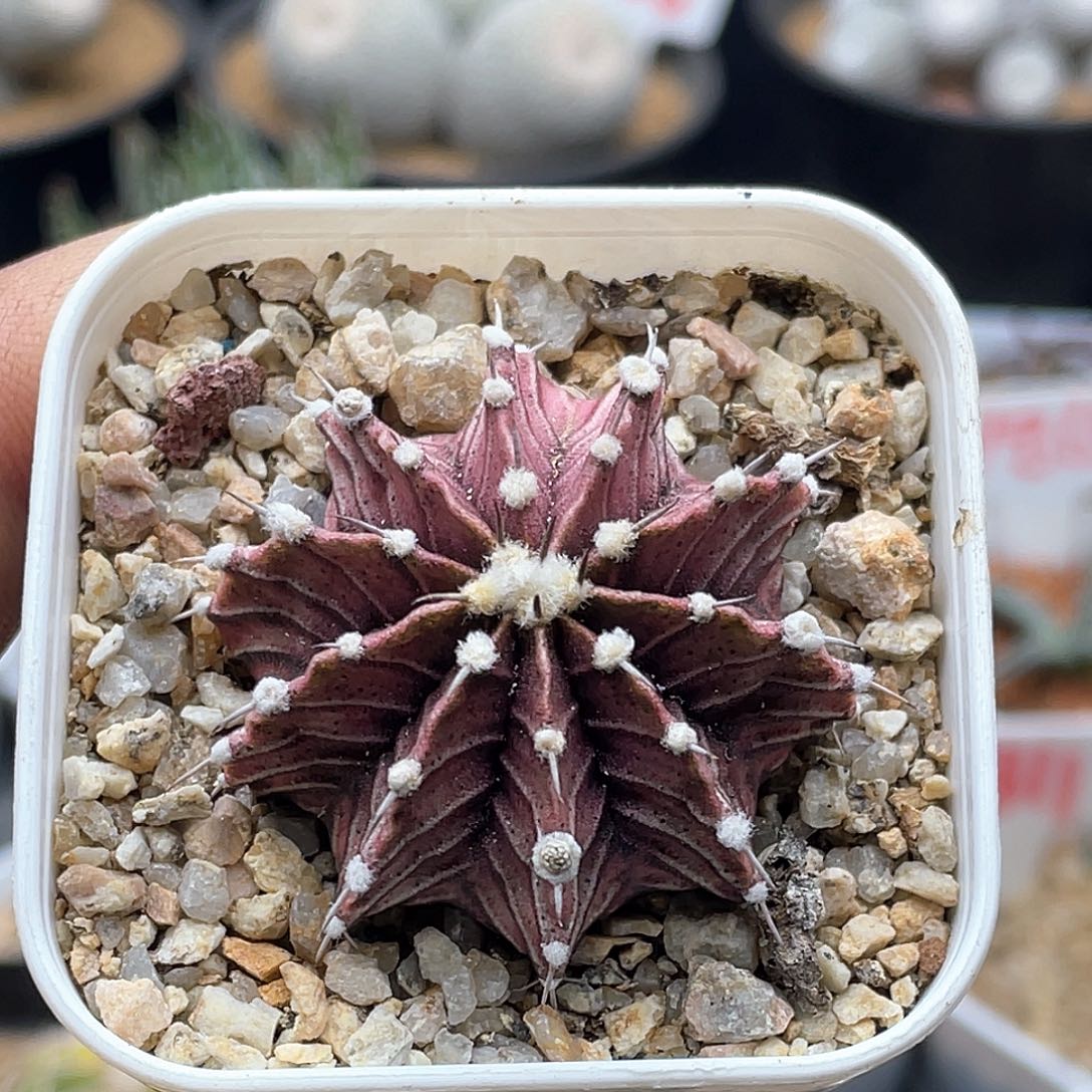 实生紫皮一本刺肋骨牡丹仙人球