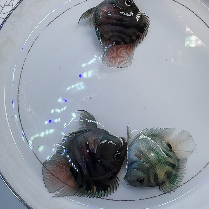 鹦鹉鱼迷你鹦鹉鱼