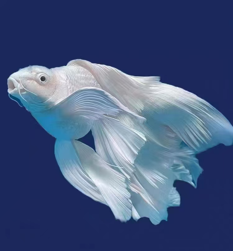 胖丫蝴蝶鲤微瑕链接