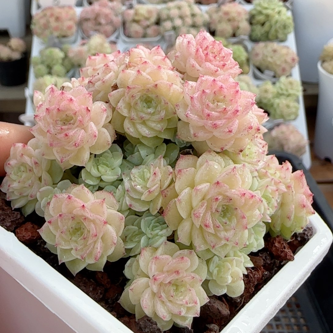 【闪购商品】0103-40花朵优选麦杆