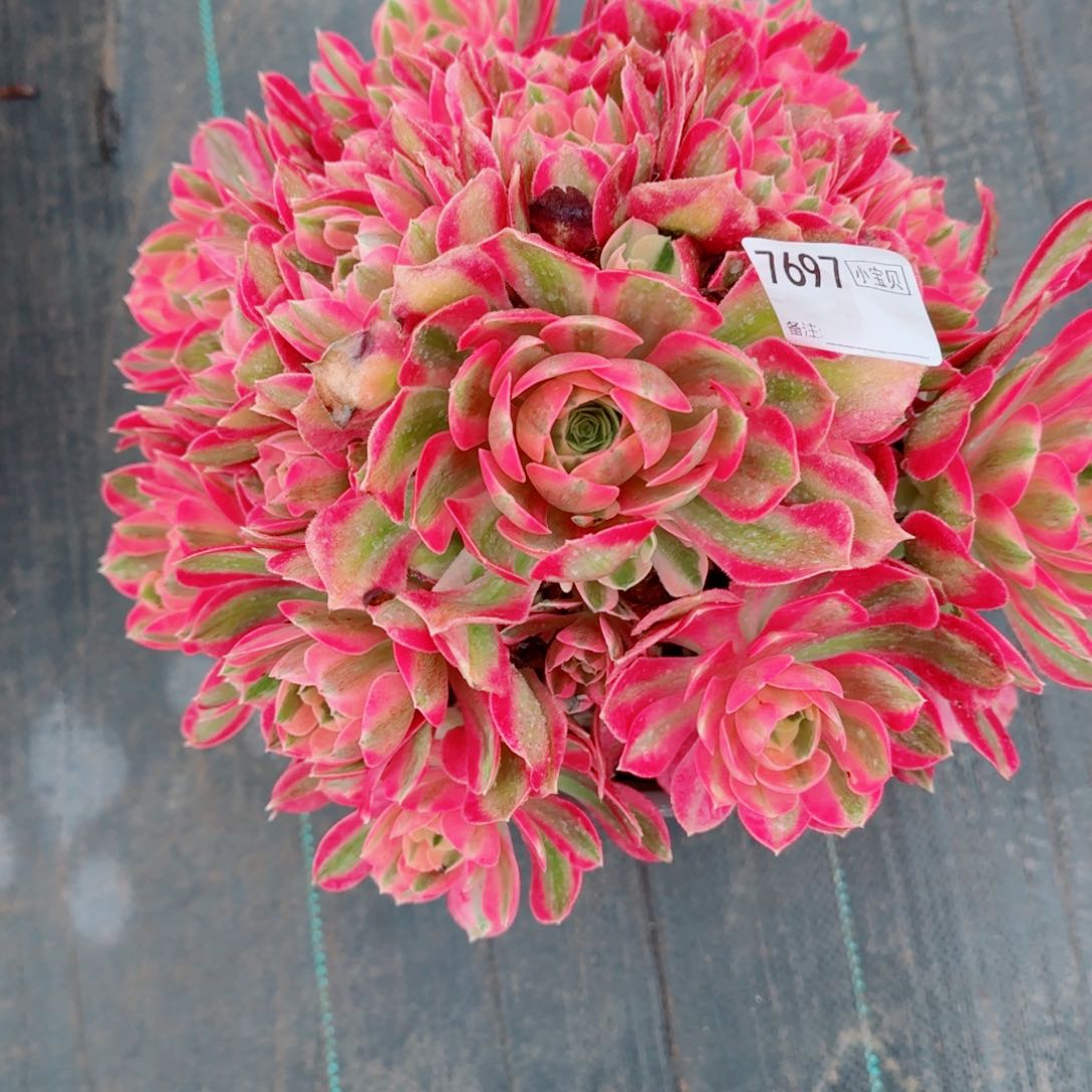 7697女巫有断枝多肉